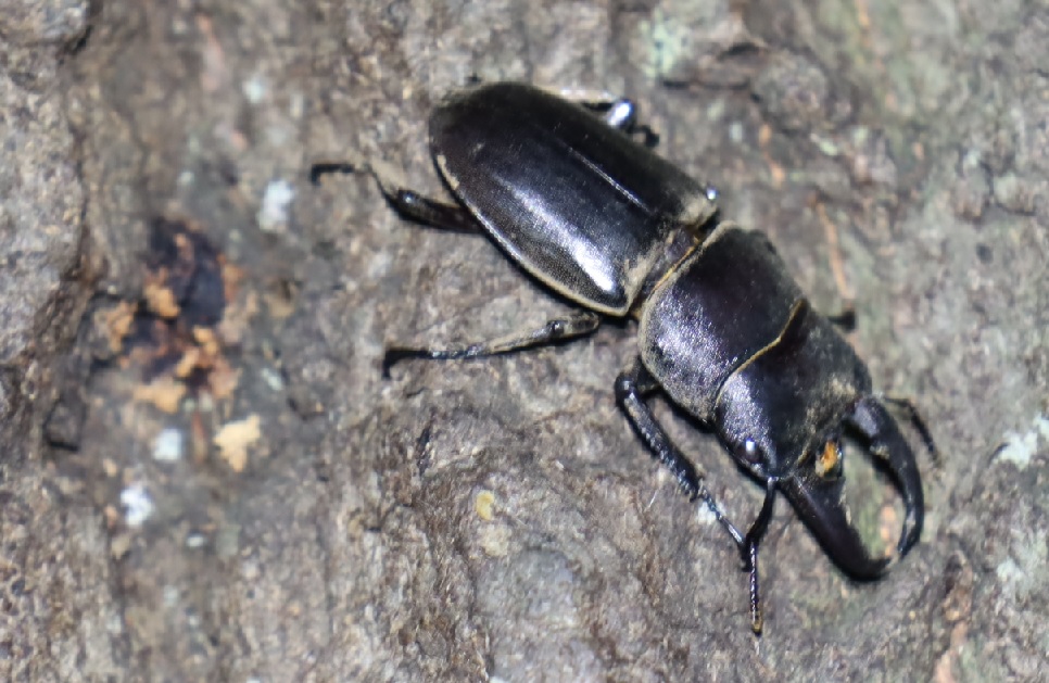 ヒラタクワガタ♂_クワガタ達のオアシス _2023年4月21日19時15分気温17度